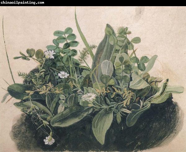 unknow artist Small Clump of Wayside Plants