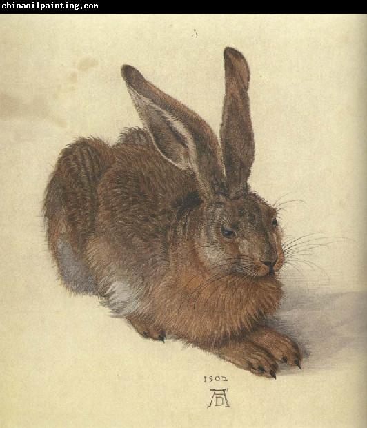 Albrecht Durer A Young Hare