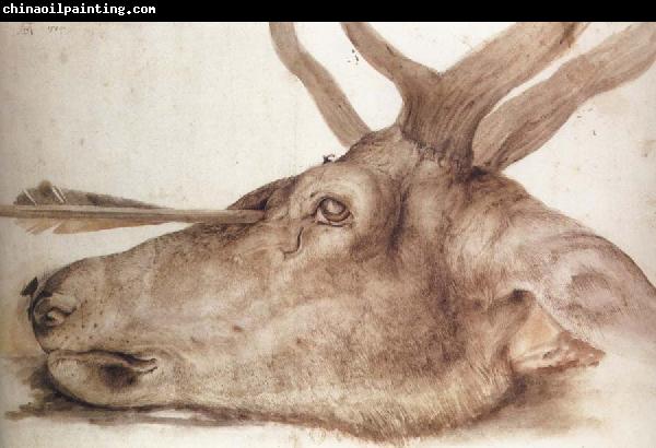 Albrecht Durer The Head of a stag Killed by an arrow