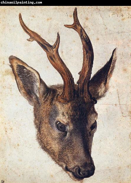 Albrecht Durer The Head of Stag