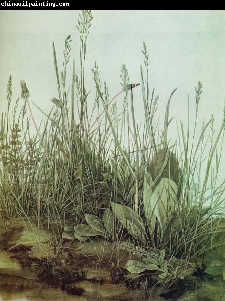 Albrecht Durer The Great Piece of Turf