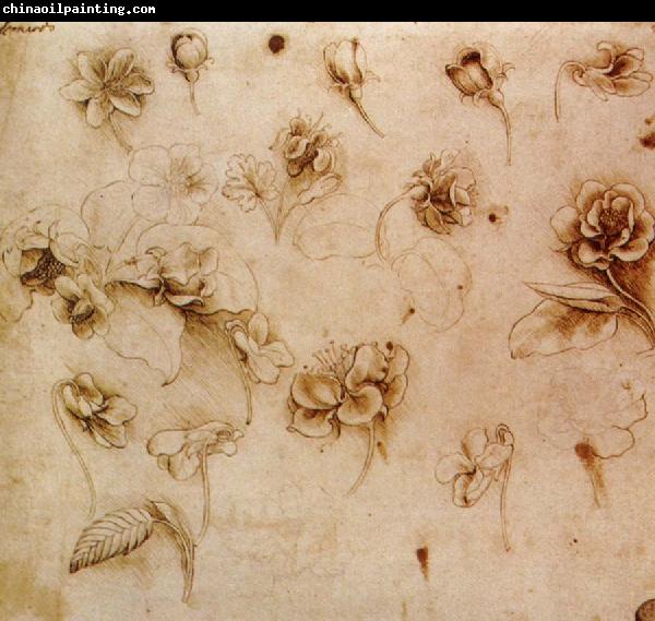 Leonardo  Da Vinci Flower Studies