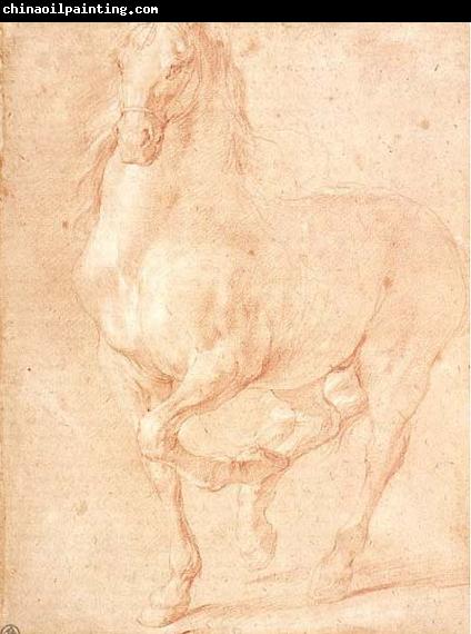 PUGET, Pierre Study of a Horse