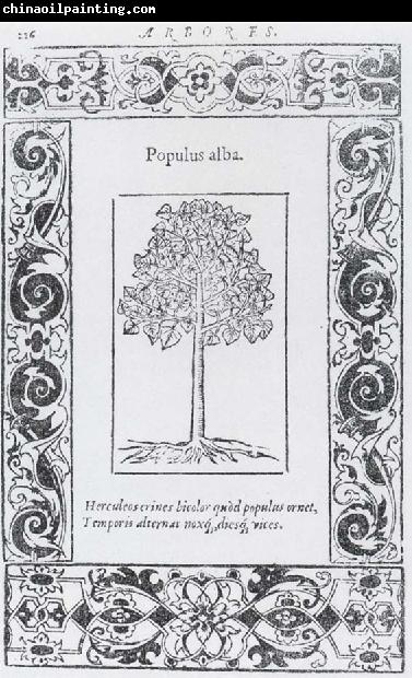 unknow artist Populus alba