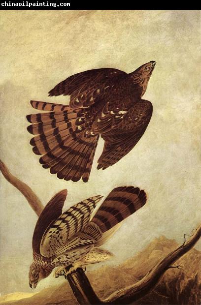 John James Audubon Stanley Hawk