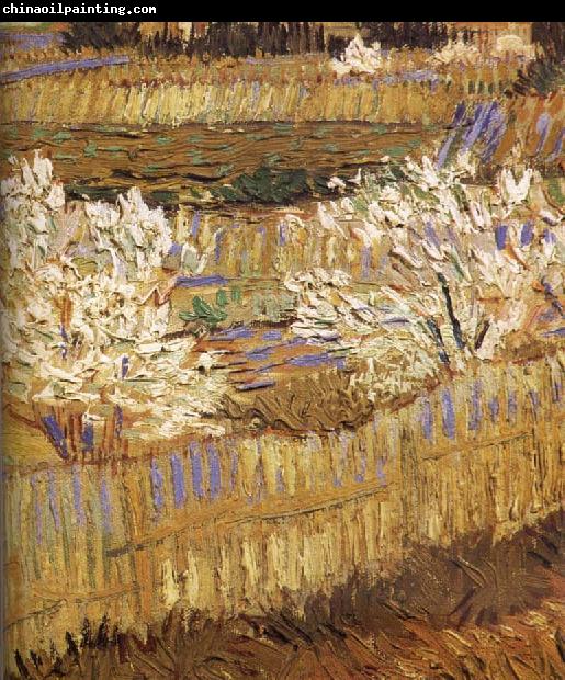 Vincent Van Gogh Detail of blooming peach