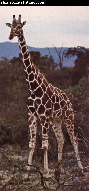 unknow artist Livsrummet had shrank ago giraffe pa its hemkontinent