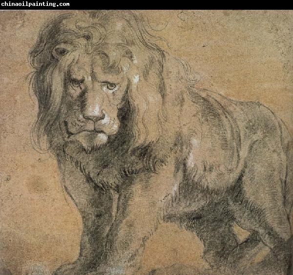 Peter Paul Rubens Standing lion