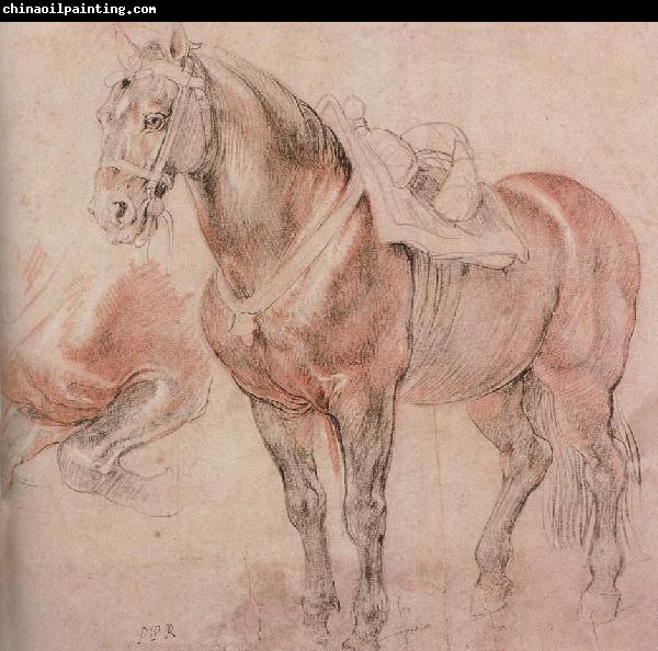 Peter Paul Rubens Horse