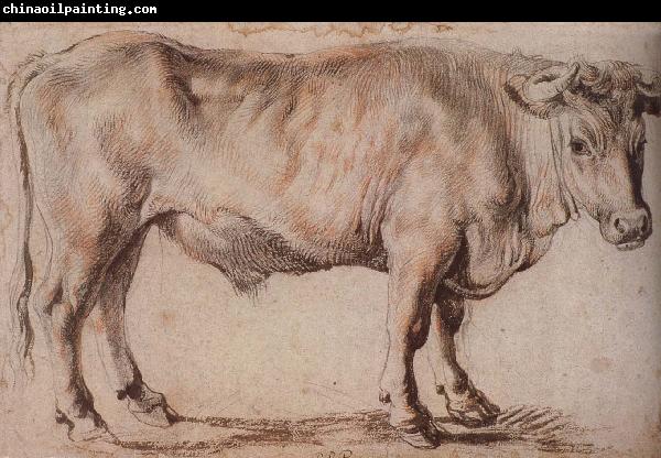 Peter Paul Rubens Bull