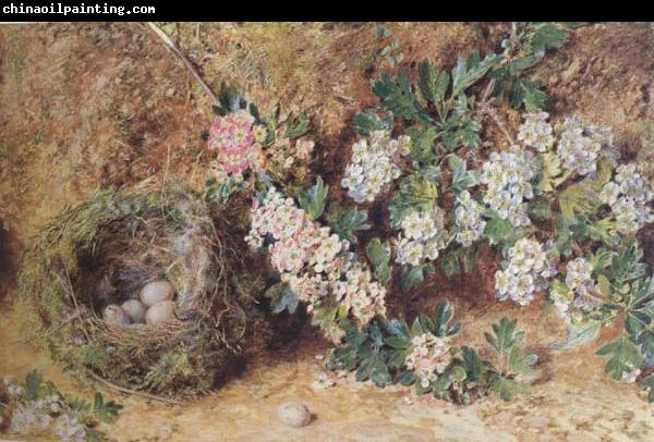 William Henry Hunt,OWS Chaffinch Nest and  May Blossom (mk46)