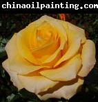 unknow artist Realistic Yellow Rose