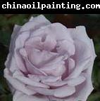 unknow artist White Realistic Rose