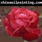 unknow artist Realistic Red Rose