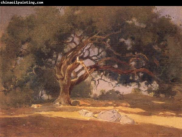 unknow artist Oak Canopy