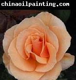 unknow artist Realistic Orange Rose