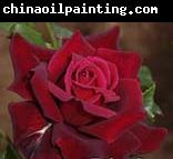 unknow artist Realistic Red Rose