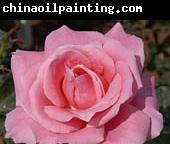 unknow artist Realistic Pink Rose