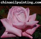 unknow artist Realistic Pink Rose