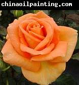 unknow artist Realistic Orange Rose