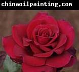 unknow artist Realistic Red Rose