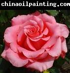 unknow artist Realistic Pink Rose