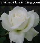 unknow artist White Realistic Rose