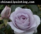 unknow artist White Realistic Rose