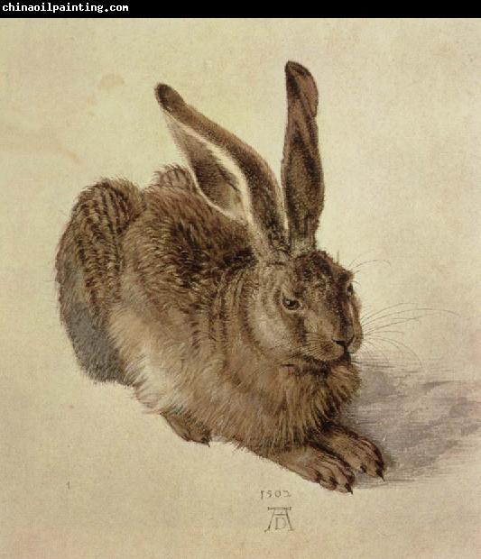 Albrecht Durer hare