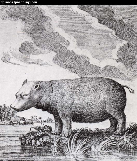 unknow artist hippopotamus,flodhasten eller sjokon,som den ocksa kallades