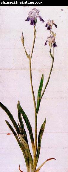 Albrecht Durer Iris