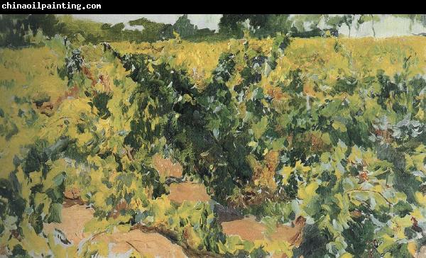 Joaquin Sorolla Vineyard