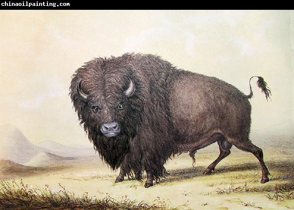 unknow artist George Catlin Bull Buffalo