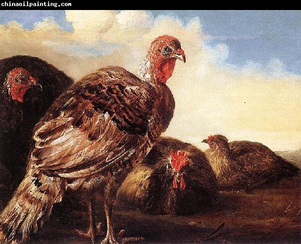 CUYP, Aelbert Domestic Fowl