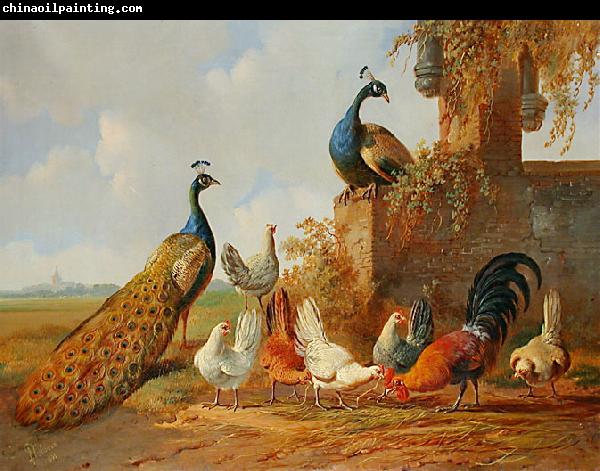 unknow artist Albertus Verhoesen: Peacocks and chickens