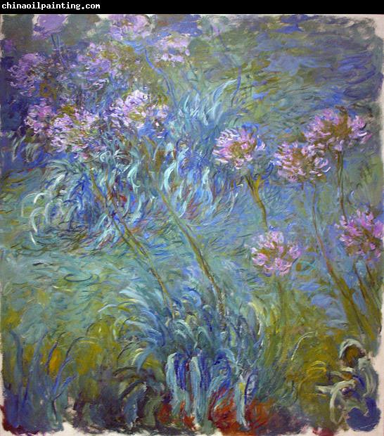 Claude Monet Agapanthus