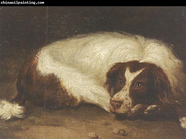 Johann Christoph Rincklake A sporting dog lying down