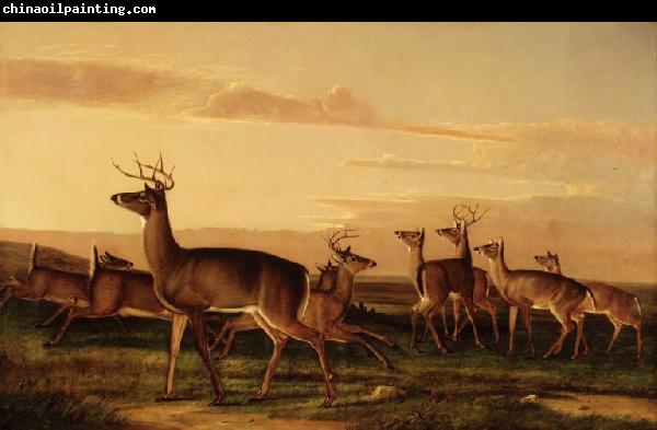 John James Audubon Startled Deer A Prairie Scene