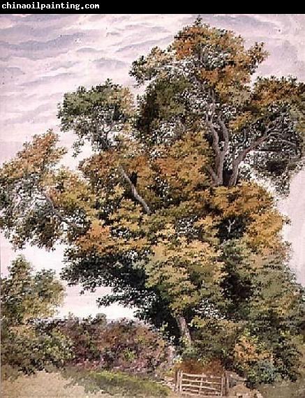 Thomas frederick collier Study of an Oak Tree