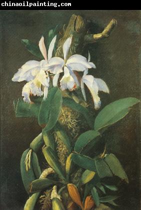 unknow artist Orquideas