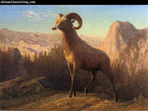 Albert Bierstadt A Rocky Mountain Sheep, Ovis, Montana