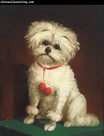 Anonymous Portrait of a Maltese dog