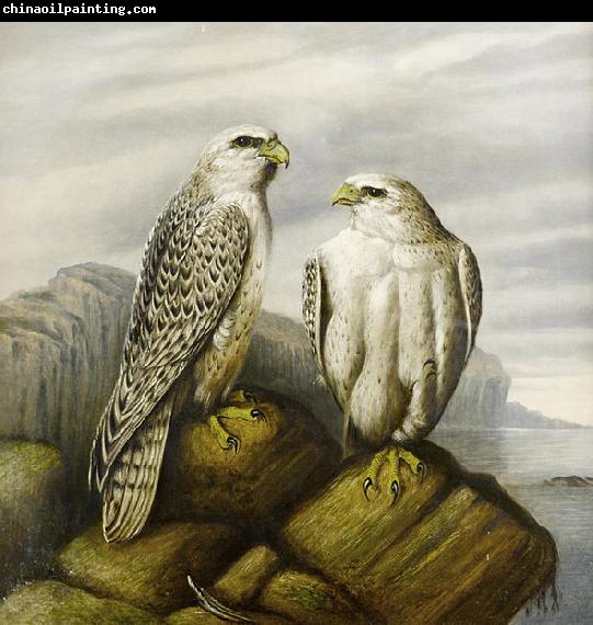 Joseph Wolf Gyr falcons on a rocky ledge