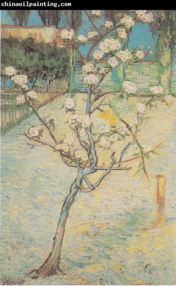 Vincent Van Gogh Flowering Pear-Tree