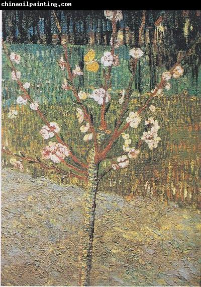 Vincent Van Gogh Flowering almond tree