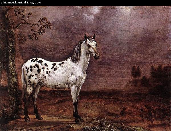 paulus potter The Spotted Horse