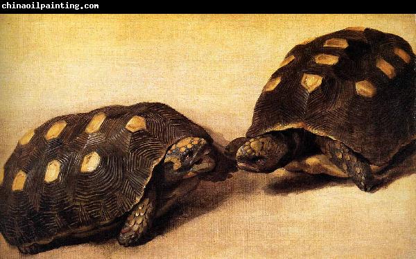 Albert Eckhout Two dueling tortoises