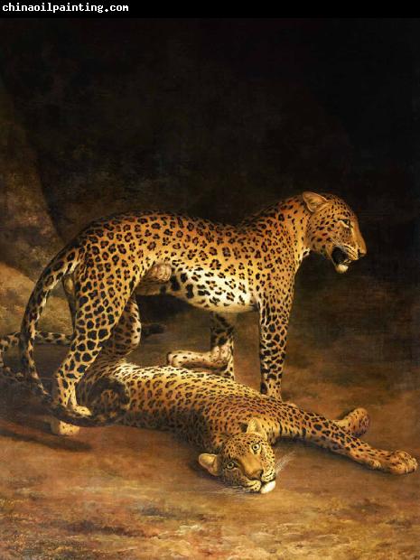 Jacques-Laurent Agasse Two Leopards Lying in the Exeter