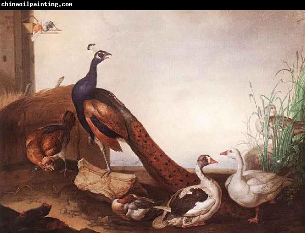 Jakob Bogdani Peacock with Geese and Hen