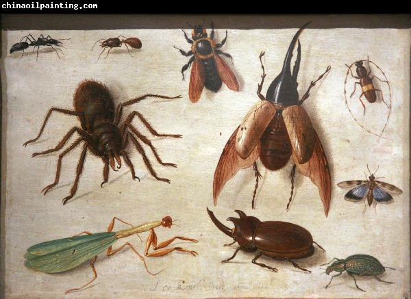 Jan Van Kessel Spiders and insects